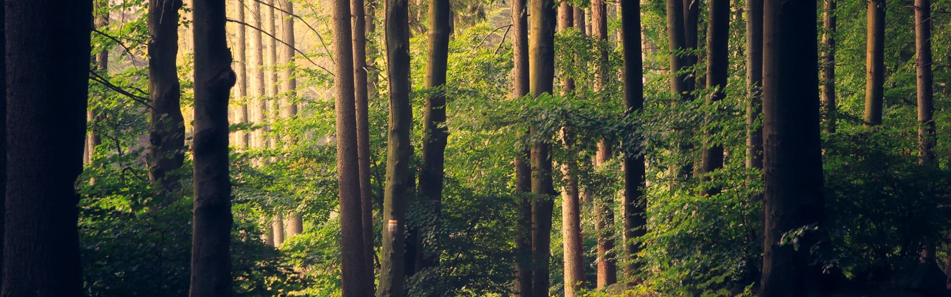 Forest and nature